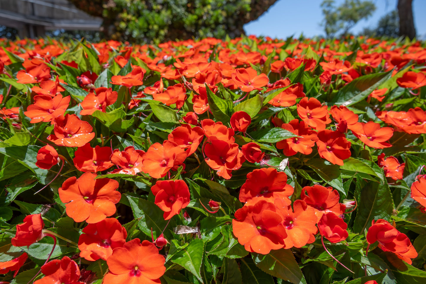 50 DWARF ORANGE IMPATIENS Walleriana Part Sun or Full Shade Flower Seeds