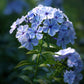 250 Dwarf BEAUTY BLUE PHLOX Drummondii Nana Compacta Fragrant Violet Blue Flower Seeds