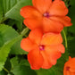 50 DWARF ORANGE IMPATIENS Walleriana Part Sun or Full Shade Flower Seeds
