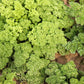 1000 MOSS CURLED PARSLEY Petroselinum Crispum Herb Vegetable Flower Seeds