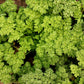 1000 MOSS CURLED PARSLEY Petroselinum Crispum Herb Vegetable Flower Seeds