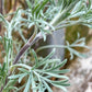 500 BEACH WORMWOOD Artemisia Campestris Caudata Silvermound Red Sagewort Herb Flower Seeds