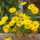 500 YELLOW CHRYSANTHEMUM Flower Seeds