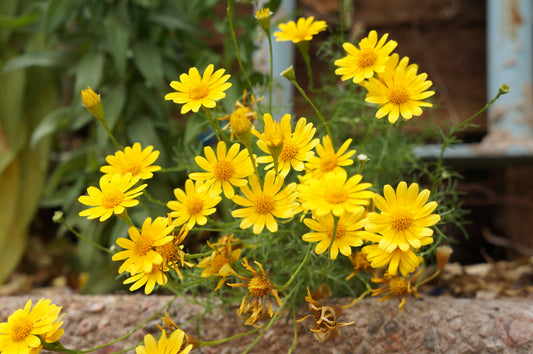 500 YELLOW CHRYSANTHEMUM Flower Seeds