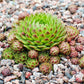 25 MIXED HENS & CHICKS Chickens Succulent (Live Forever) Sempervivum Flower Seeds
