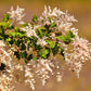 100 White OCEANSPRAY Shrub Creambush Mountain Spray Holodiscus Flower Seeds