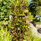 50 RED Stem MALABAR SPINACH Red Vine Ceylon Basella Alba Rubra Vegetable Seeds