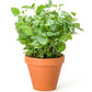 25 Orange MANDARINA BALM Mandarin Lemon Balm Melissa Officinalis Herb Seeds