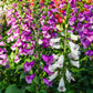 1000 FOXGLOVE EXCELSIOR MIX Digitalis Purpurea Mixed Colors Flower Seeds