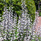 50 WHITE WILD INDIGO Baptisia Alba Usa Native Pollinator Flower Seeds