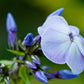 250 Dwarf BEAUTY BLUE PHLOX Drummondii Nana Compacta Fragrant Violet Blue Flower Seeds