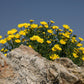 500 YELLOW CHRYSANTHEMUM Flower Seeds