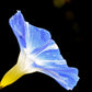 40 CARNEVALE di VENEZIA MORNING GLORY Pink & Purple with White Stripes Ipomoea Purpurea Flower Vine Seeds