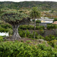 10 DRAGON TREE Dracaena Draco Canary Island Drago Blood Asparagus Yucca Evergreen Succulent Houseplant Orange Berry White Flower Seeds