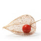 100 CHINESE LANTERN (Winter or Ground Cherry / Japanese Lantern) Physalis Alkekengi Flower Seeds