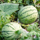 50 DIXIE QUEEN WATERMELON White & Red Citrullus Lanatus Melon Fruit Vine Seeds
