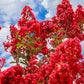 50 MIXED CREPE MYRTLE Lagerstroemia Indica Tree Shrub Crape  6 Color Mix - Red, Purple, Light Pink, Dark Pink, White, & Lilac Flower Seeds