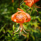 20 Orange TURKS CAP Tiger LILY Lilium Superbum Heirloom Native Perennial Flower Seeds