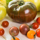 100 Organic PURPLE CHEROKEE TOMATO Lycopersicon Lycopersicum Fruit Vegetable Seeds