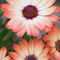 25 SALMON AFRICAN DAISY Dimorphotheca Sinuata Apricot Flower Seeds