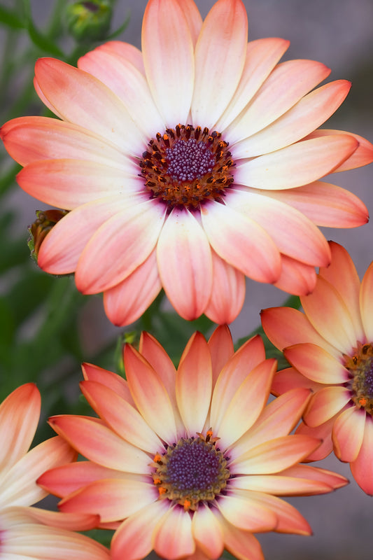 25 SALMON AFRICAN DAISY Dimorphotheca Sinuata Apricot Flower Seeds