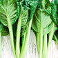 1000 TATSOI Brassica Rapa Rosularis Tat Soi Bok Choy Spinach Mustard Vegetable Seeds