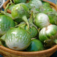 10 KERMIT EGGPLANT Green White Thai Solanum Melongena Fruit Vegetable Seeds