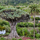 10 DRAGON TREE Dracaena Draco Canary Island Drago Blood Asparagus Yucca Evergreen Succulent Houseplant Orange Berry White Flower Seeds