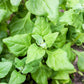 60 NEW ZEALAND SPINACH Tetragonia Tetragonioides Vegetable Greens Seeds