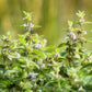 50 WHITE WOOD MINT Mentha Arvensis Wild Field Herb Flower Seeds