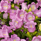 150 Mixed Colors CUP & SAUCER (Canterbury Bells) Campanula Medium Flower Seeds