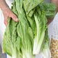 250 SUGAR LOAF ENDIVE Radicchio Escarole Cichorium Intybus Green Vegetable Seeds
