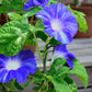 40 CARNEVALE di VENEZIA MORNING GLORY Pink & Purple with White Stripes Ipomoea Purpurea Flower Vine Seeds