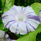 40 CARNEVALE di VENEZIA MORNING GLORY Pink & Purple with White Stripes Ipomoea Purpurea Flower Vine Seeds