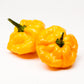 40 Yellow SCOTCH BONNET PEPPER very hot Jamaican Capsicum Chinense Vegetable Seeds