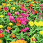 250 Mixed Colors CLASSIC ZINNIA Linearis Angustifolia Narrow Leaf Creeping Mexican Flower Seeds