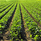 1000 GOLDEN BALL TURNIP Heirloom Yellow Brassica Rapa Root Vegetable Seeds