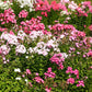 100 PHLOX OF SHEEP Pastel Mix Phlox Drummondii Multicolor Flower Seeds