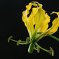 10 YELLOW GLORIOSA LILY Flame Lily Gloriosa Lutea Flower Vine Seeds