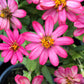 250 Mixed Colors CLASSIC ZINNIA Linearis Angustifolia Narrow Leaf Creeping Mexican Flower Seeds