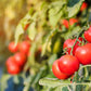 1 Oz Bulk ITALIAN TREE TOMATO 'Trip L Crop' Seeds - 1 Ounce = Approx 9500 Seeds