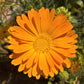 100 ORANGE ENGLISH MARIGOLD (Scotch / Pot Marigold) Calendula Officinalis Flower Seeds