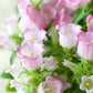 150 Mixed Colors CUP & SAUCER (Canterbury Bells) Campanula Medium Flower Seeds