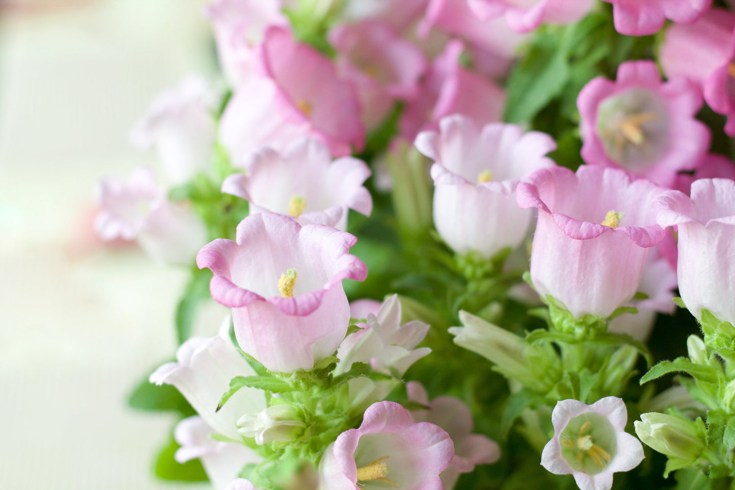 150 Mixed Colors CUP & SAUCER (Canterbury Bells) Campanula Medium Flower Seeds