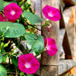 50 SCARLET O'Hara MORNING GLORY Red Ipomoea Nil Flower Vine Seeds