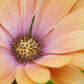 25 SALMON AFRICAN DAISY Dimorphotheca Sinuata Apricot Flower Seeds