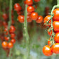 1 Oz Bulk ITALIAN TREE TOMATO 'Trip L Crop' Seeds - 1 Ounce = Approx 9500 Seeds
