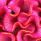 100 CORAL GARDENS Mix CELOSIA Cockscomb Celosia Argentea Cristata Flower Seeds