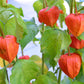 100 CHINESE LANTERN (Winter or Ground Cherry / Japanese Lantern) Physalis Alkekengi Flower Seeds