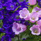 150 Mixed Colors CUP & SAUCER (Canterbury Bells) Campanula Medium Flower Seeds